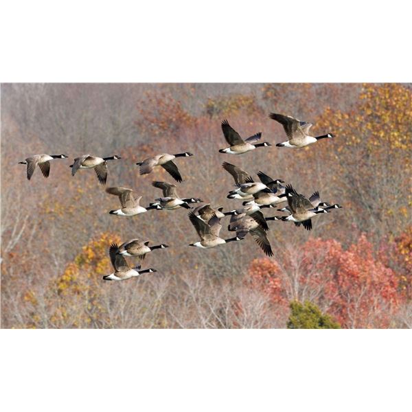 3 Day Waterfowl Duck and Goose Combo hunt for 5 hunters with Ripp Guide Service, Caleb Ripp and Eli 