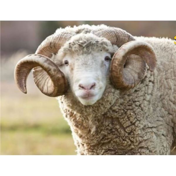 5 Day hunt with Catena Safaris, Argentina. 2 Hunters for 1 Wild Boar and 1 Patagonic Dorset Ram