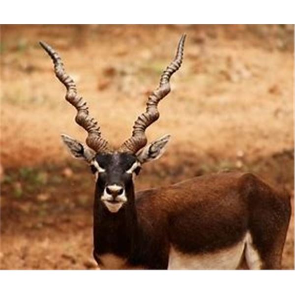 5 Day hunt with Catena Safaris, Argentina. 3 Hunters for Blackbuck, Patagonic Dorset Ram, and Wild B