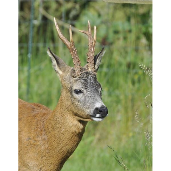 4 Day Roe Deer hunt and sightseeing for 1 hunter and 1 non-hunter with Francisco Rosich in Rubio, Sp