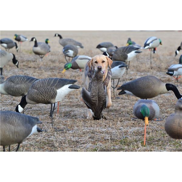 3-Day Duck/Geese hunt for 2 hunters with Widgeon Waterfowl in Saskatchewan, Canada. Minimum bid $3,0