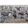Image 1 : 3-Day Duck/Geese hunt for 2 hunters with Widgeon Waterfowl in Saskatchewan, Canada. Minimum bid $3,0
