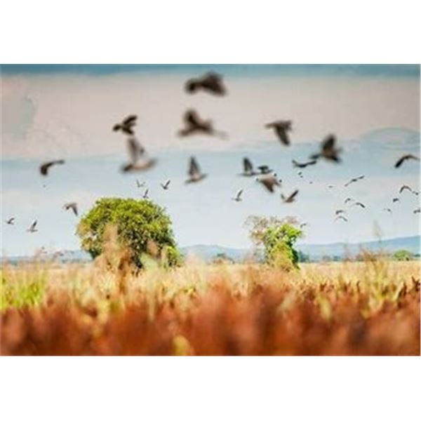 3-Day mixed bag hunt for 4 hunters in Santa Fe Province, Argentina with Pointer Outfitters Donated b