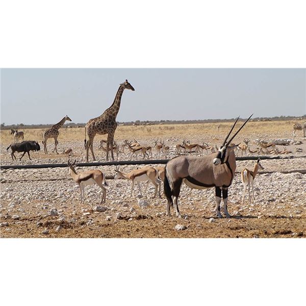 6-Day Plains game hunt for 4 Hunters in South Africa with VOS & CO Safaris with $4,000 Trophy credit