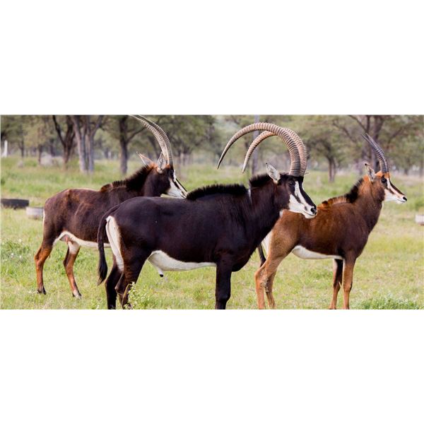 6-Day Sable hunt for 1 Hunter with VOS & CO Safaris for 2024 OR 2025