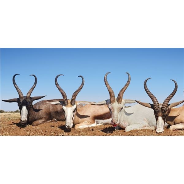 Springbuck Target Shooting 6-Day Springbuck Slam for 2 Hunters with VOS & CO Safaris for 2024 or 2025