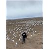 Image 1 : 2-Day Colorado Spring Snow Goose Hunt for Four (4) Hunters