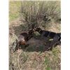 Image 3 : 2-Day California Quail Hunt for Two (2) Hunters