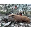 Image 3 : 2024 Texas Whitetail and Unlimited Hogs for 2 Hunters with Offgrid Outdoors