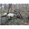 Image 3 : 6-Day Bear/Elk/Mule Deer Hunt for One (1) Hunter in San Juan National Forest