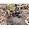 Image 2 : Mexico Desert Bighorn Sheep Hunt Tiburon Island for 1