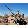 Image 2 : 3-Day New Mexico Oryx Hunt for 2 Hunters (1 Trophy Oryx and 1 Management Cow Oryx)