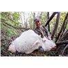 Image 1 : 2025 10 - Day Mountain Goat, Black Bear and Wolf Hunt - Full Curl Stone Outfitters BC