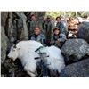 Image 1 : 2024 Utah Statewide Mountain Goat Conservation Permit