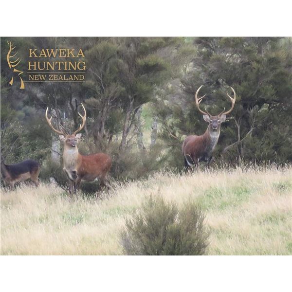 5-Day Sika Stag Hunt in New Zealand for Two (2) Hunters