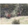 Image 1 : 5-Day Sika Stag Hunt in New Zealand for Two (2) Hunters