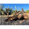 Image 2 : 7-Day Bull Elk Hunt for Two (2) Hunters (One (1) Trophy and One (1) Management Bull Elk) on the Zuni