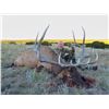 Image 3 : 7-Day Bull Elk Hunt for Two (2) Hunters (One (1) Trophy and One (1) Management Bull Elk) on the Zuni