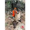 Image 2 : 5-Day 2024 Elk Hunt on the San Juan Elk Ridge Mountain for One (1) Hunter - Fully Guided by Mossback