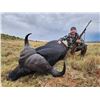 Image 2 : 7-Day South Africa Cape Buffalo Hunt for Two (2) Hunters