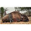 Image 2 : 2024 Utah Statewide Bison Conservation Permit