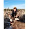 Image 3 : 2024 Colorado Statewide Mule Deer License