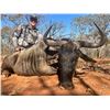 Image 1 : 6-Day South Africa Blue Wildebeest, Springbok, Blesbok & Impala Hunt for Four(4) Hunters