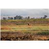 Image 2 : 2024 Californai Grizzly Island Elk