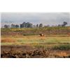 Image 2 : 2024 Californai Grizzly Island Elk