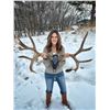 Image 1 : Hand Beaded Mule Deer Skull by Jana Waller Bair