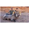 Image 1 : 2024 Utah Henry Mtns, Desert Bighorn Sheep Conservation Permit - Any Legal Weapon (Rifle)