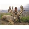 Image 1 : 2024 Utah Statewide Mule Deer Conservation Permit