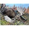 Image 2 : 2025 10 - Day Moose, Black Bear and Wolf Hunt - Full Curl Stone Outfitters BC