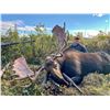 Image 3 : 2025 10 - Day Moose, Black Bear and Wolf Hunt - Full Curl Stone Outfitters BC