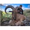 Image 2 : 4-day Texas Aoudad Hunt for One Hunter