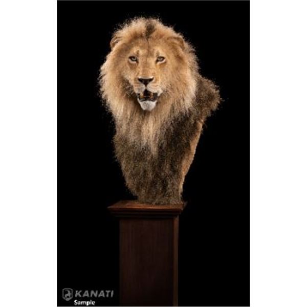 Lion Replica Taxidermy Mount