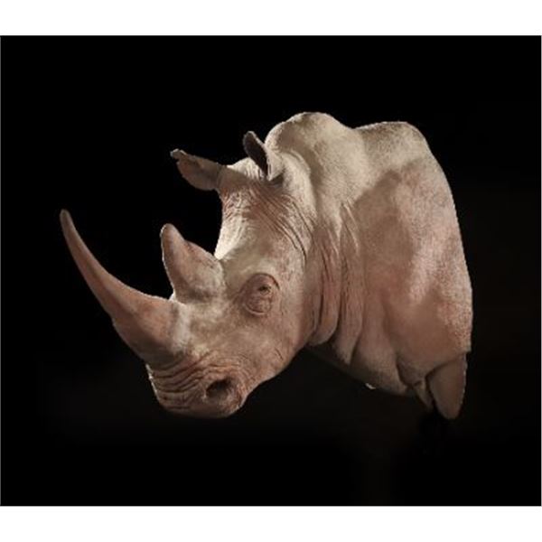 Rhino Replica Shoulder Mount