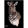 Image 1 : Trophy Sable, Kudu or Zebra Mount