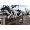 Image 2 : 3-day Saskatchewan Snow Goose Hunt for Two Hunters