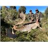 Image 2 : 5-day New Zealand Fallow Deer Hunt for Two Hunters