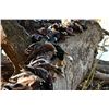 Image 1 : Arkansas Waterfowl Hunt for 2 Hunters