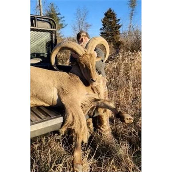 PA Aoudad Sheep