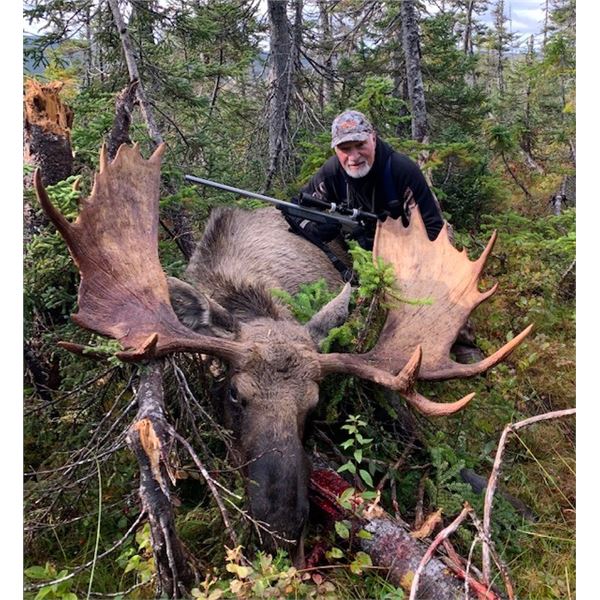 Newfoundland Trophy Bull Moose Hunt