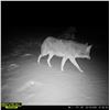 Image 6 : Alberta: 9 Day Wolf and Coyote predator hunt for 1 Hunter, including the trophy fee for 1 wolf.