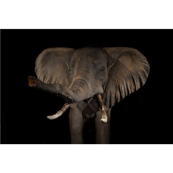 LA F35 $500 Taxidermy Certificate