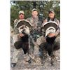 Image 1 : LA F38 4 Day Mexico Gould's Turkey Hunt for Two Hunters