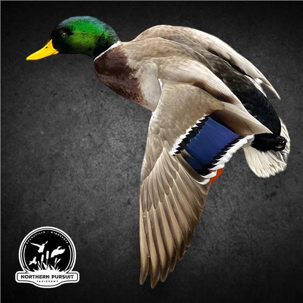 LA F39 $500 Taxidermy Certificate