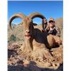 Image 2 : LA F41 4 Day West Texas Free Range Aoudad Hunt for One Hunter