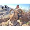 Image 5 : LA F41 4 Day West Texas Free Range Aoudad Hunt for One Hunter