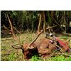 Image 1 : LA F42 4 Day Javan Rusa Deer & Wild Boar on African Island Country Mauritius 1 Hunter & 1 Non-Hunter